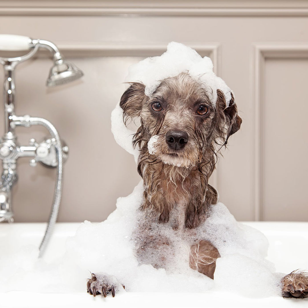 Top Tips for Bathing Your Dog Safely and Effectively Paws on Floor
