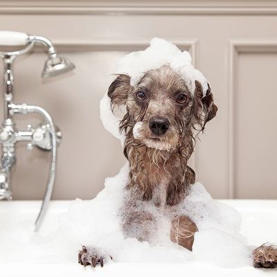Top Tips for Bathing Your Dog Safely and Effectively