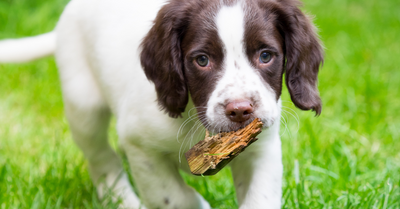 Puppy